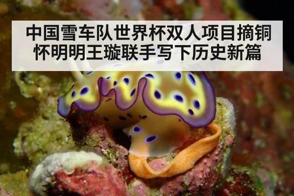 中国雪车队世界杯双人项目摘铜 怀明明王璇联手写下历史新篇